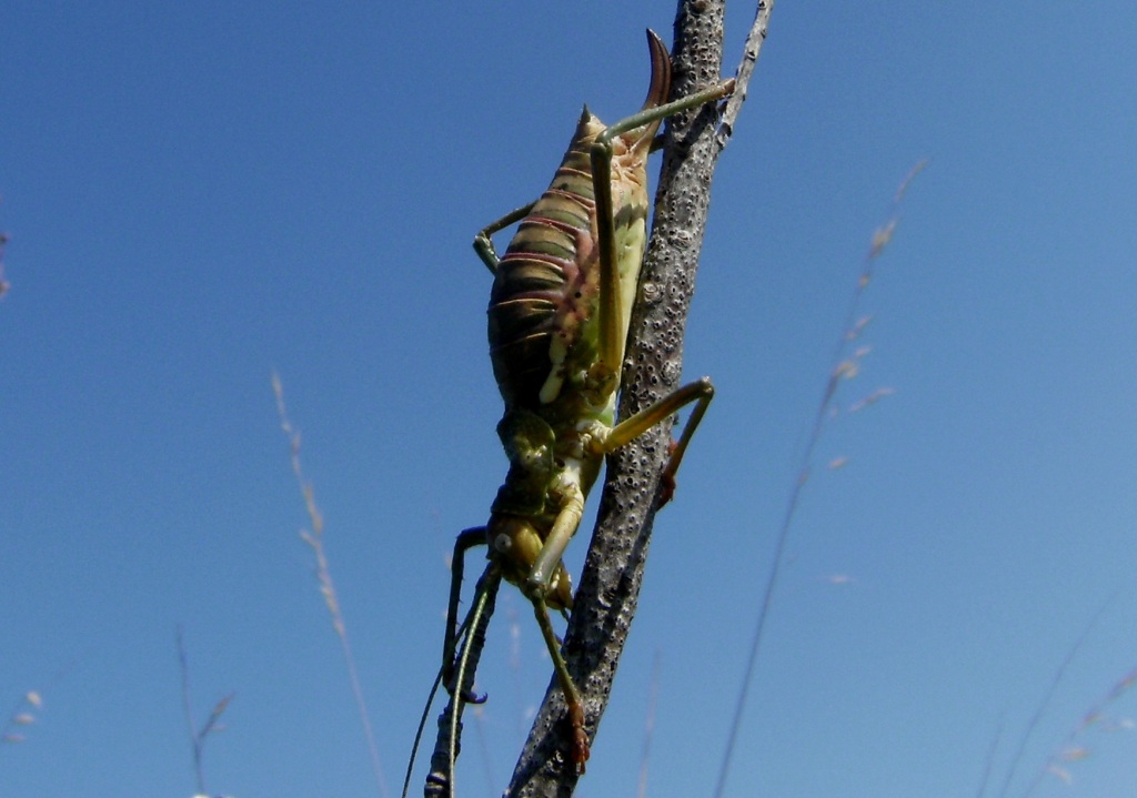 Ephippiger sp.